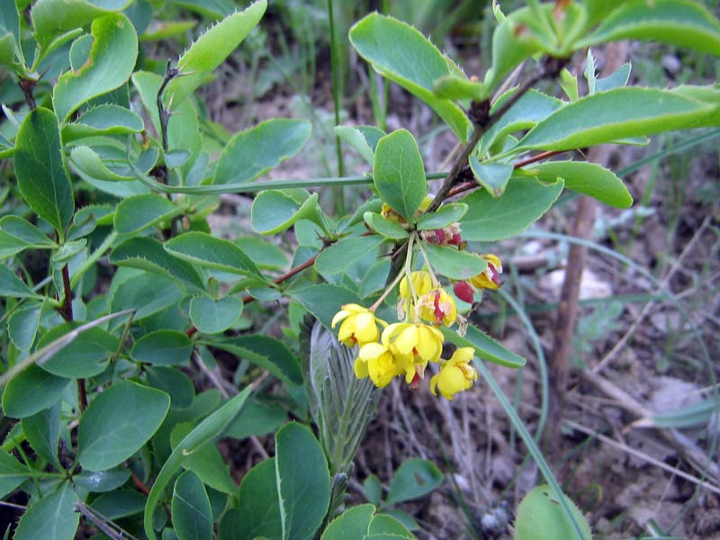 Image of Berberis sphaerocarpa specimen.