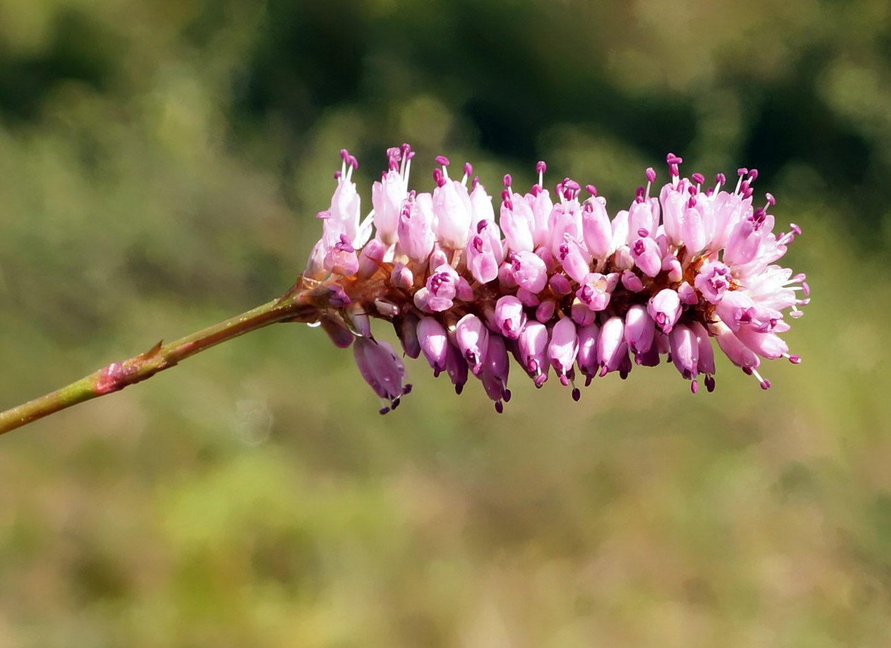 Изображение особи Bistorta officinalis.