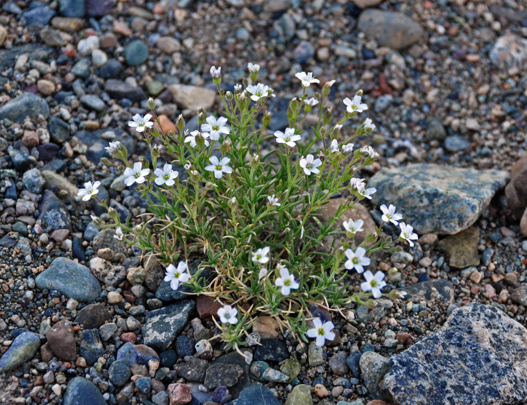 Изображение особи Gypsophila desertorum.