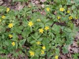 Anemone ranunculoides