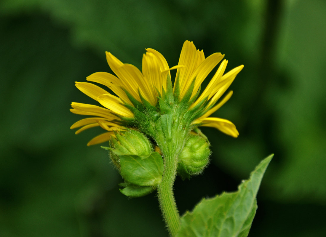 Изображение особи Doronicum macrophyllum.