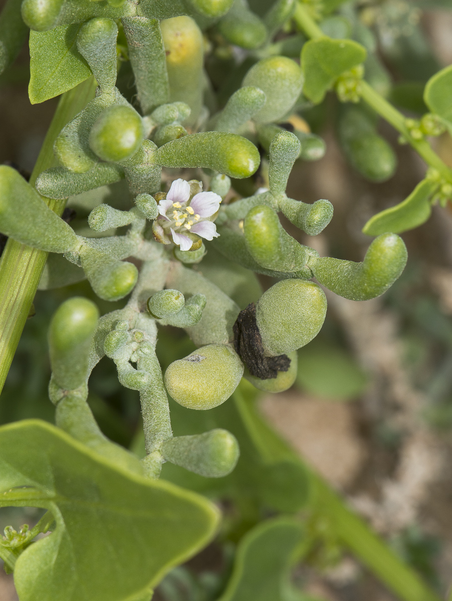 Изображение особи Tetraena fontanesii.