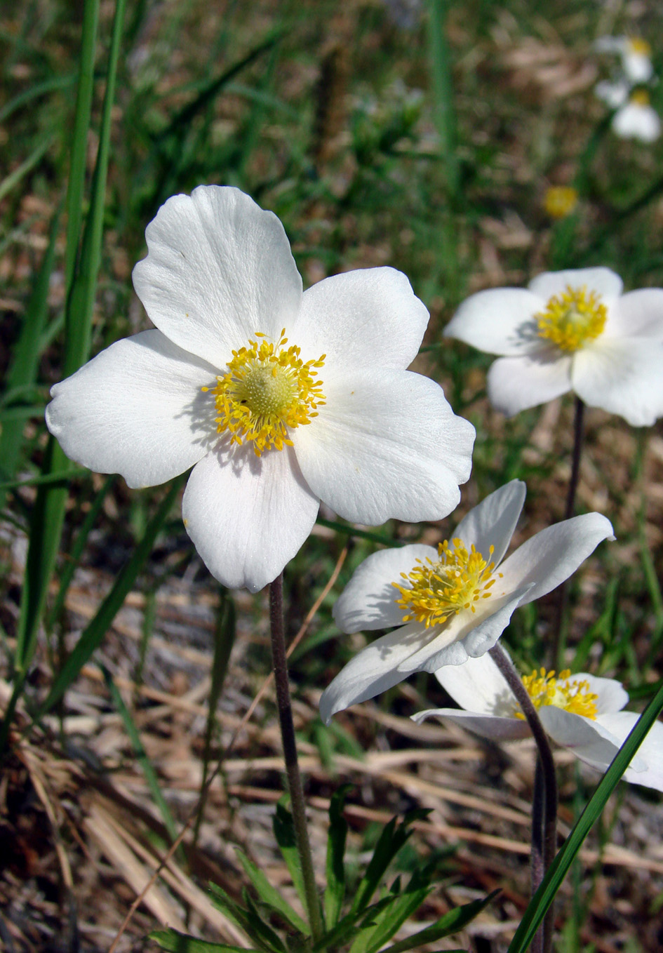 Image of Anemone sylvestris specimen.