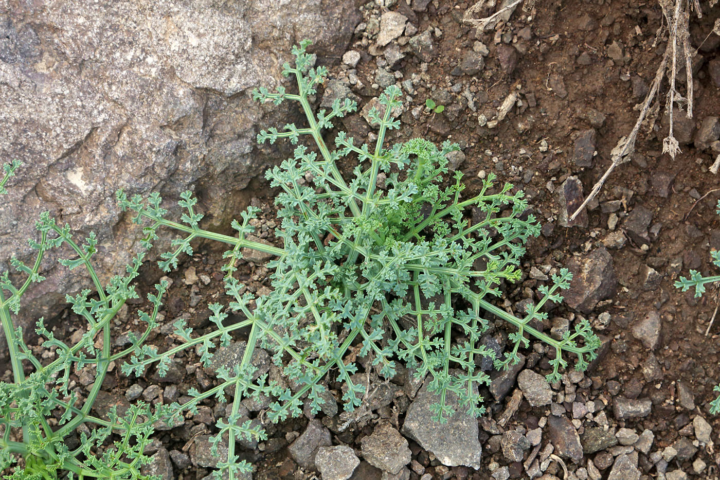 Изображение особи Ferula tschimganica.