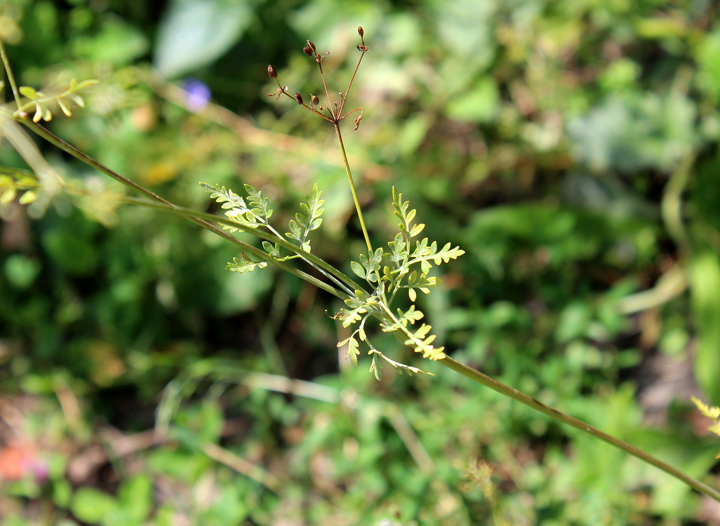 Изображение особи семейство Apiaceae.