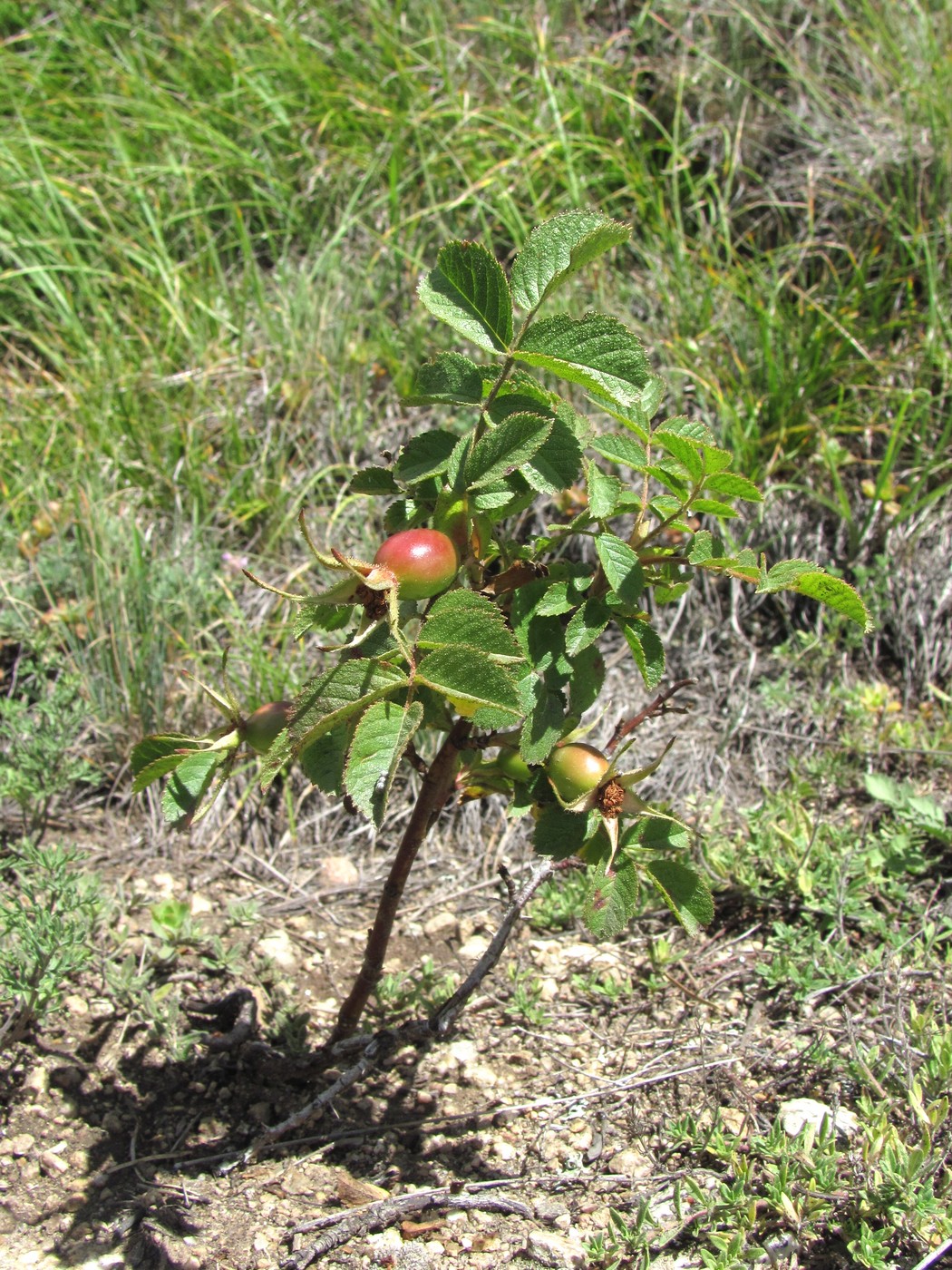 Image of Rosa pulverulenta specimen.