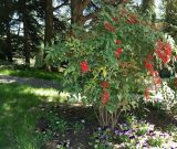 Nandina domestica