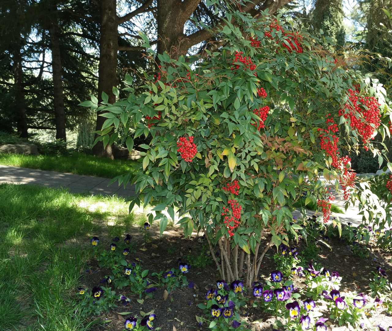 Image of Nandina domestica specimen.