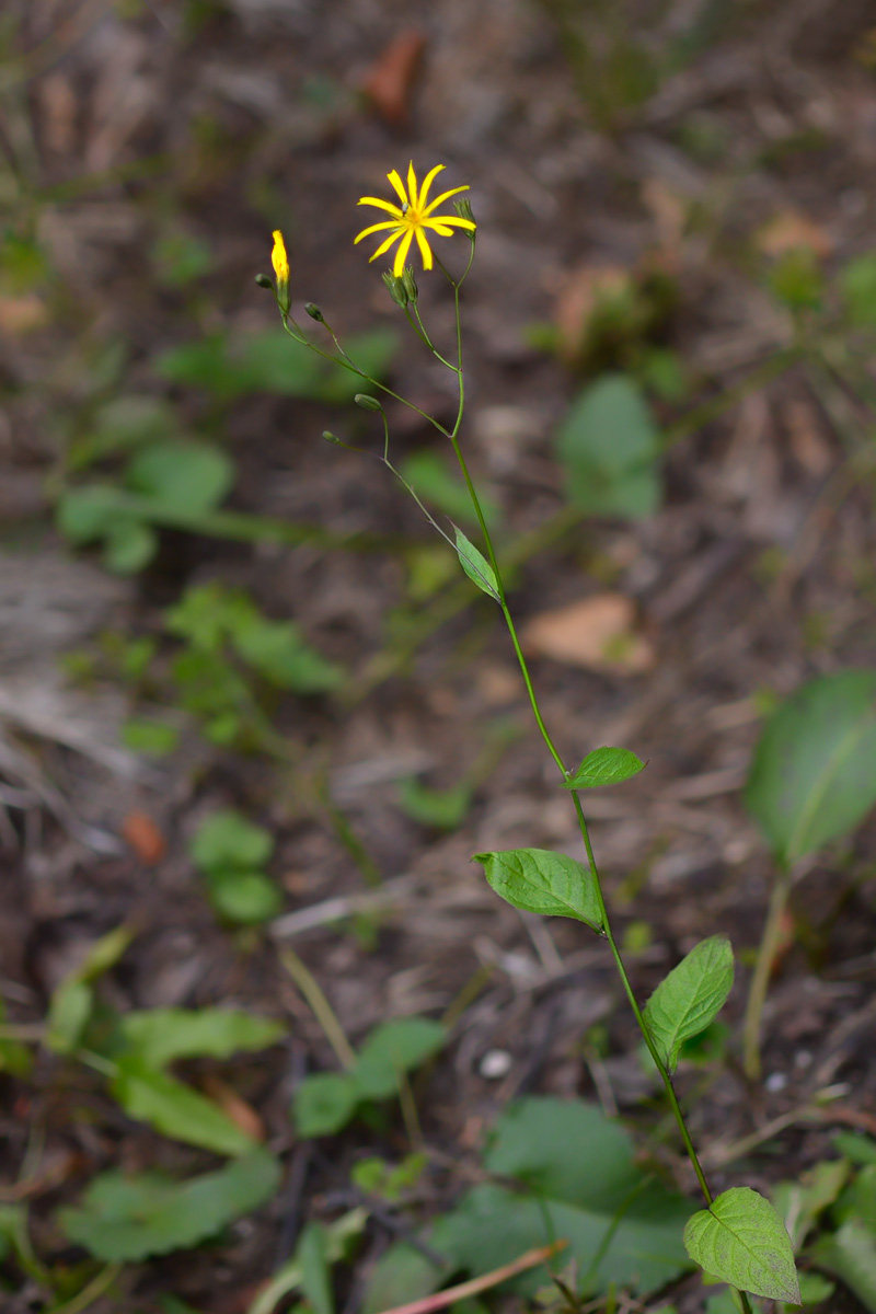 Image of Lapsana grandiflora specimen.