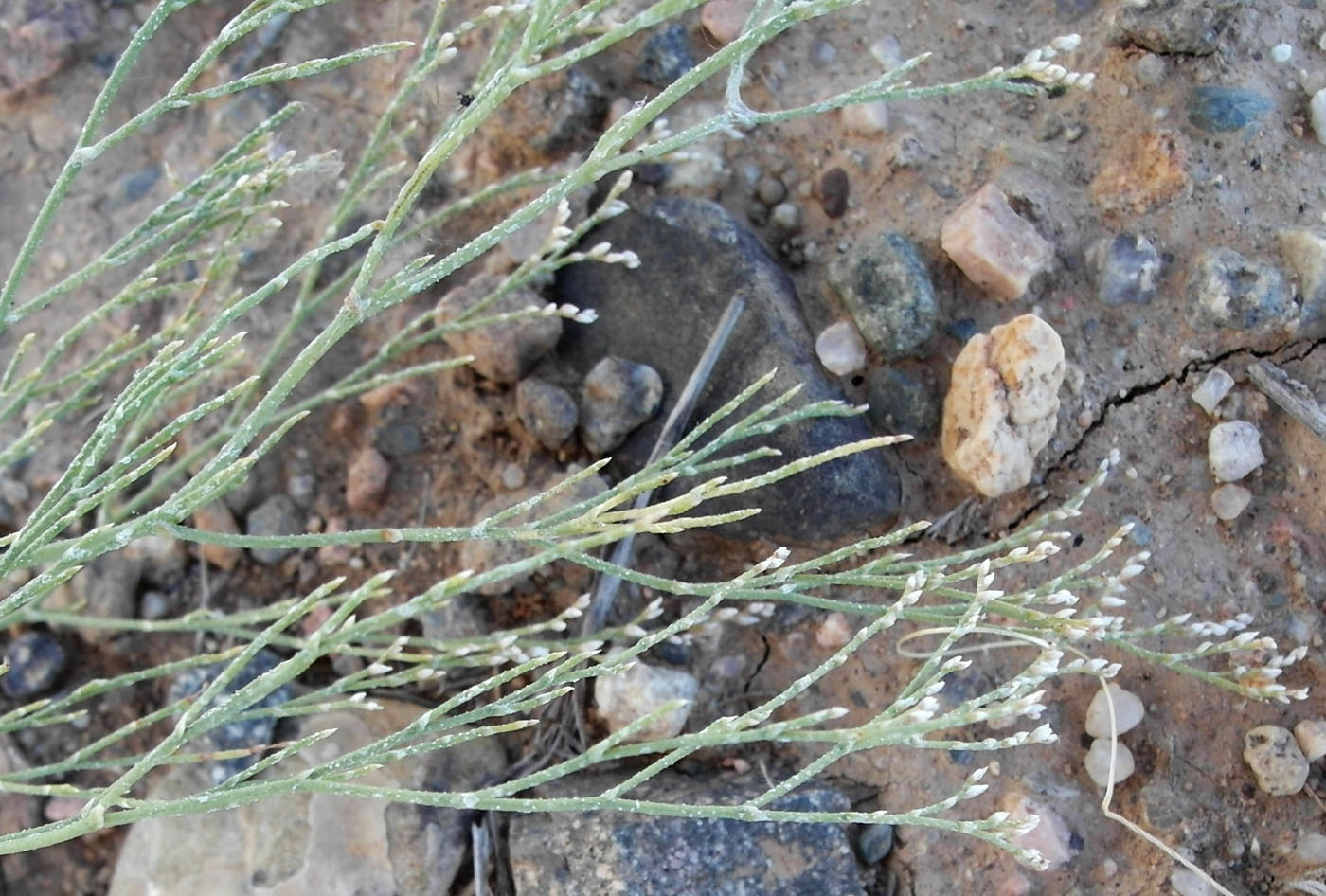 Image of Limonium otolepis specimen.