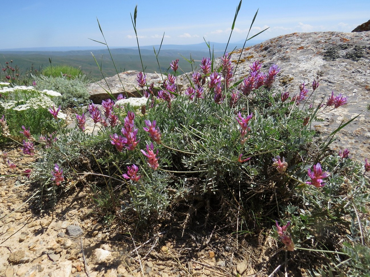 Image of Astragalus schrenkianus specimen.