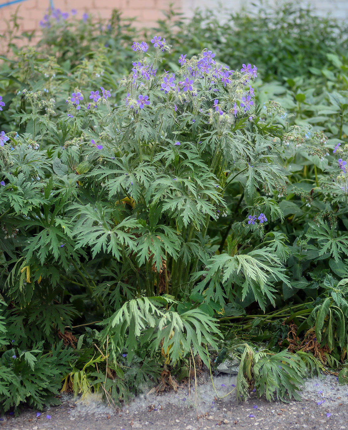 Image of Geranium pratense specimen.