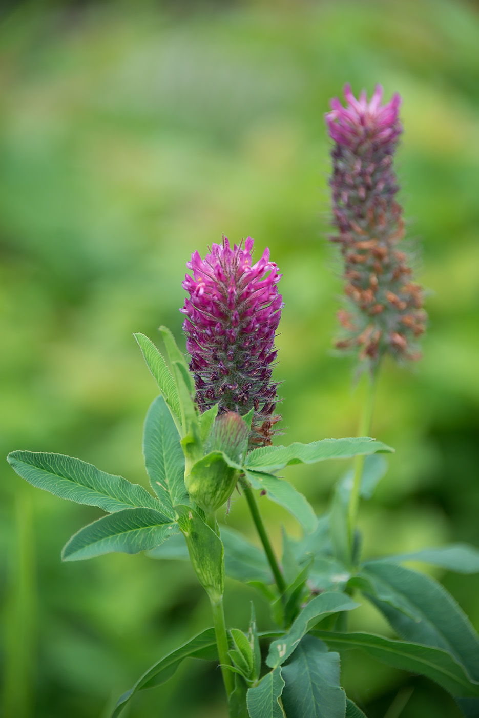 Image of Trifolium rubens specimen.