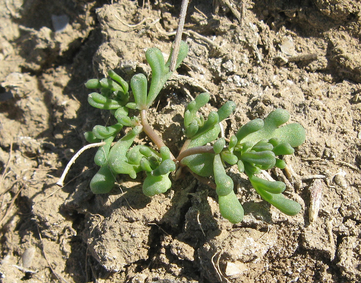 Image of Tetradiclis tenella specimen.