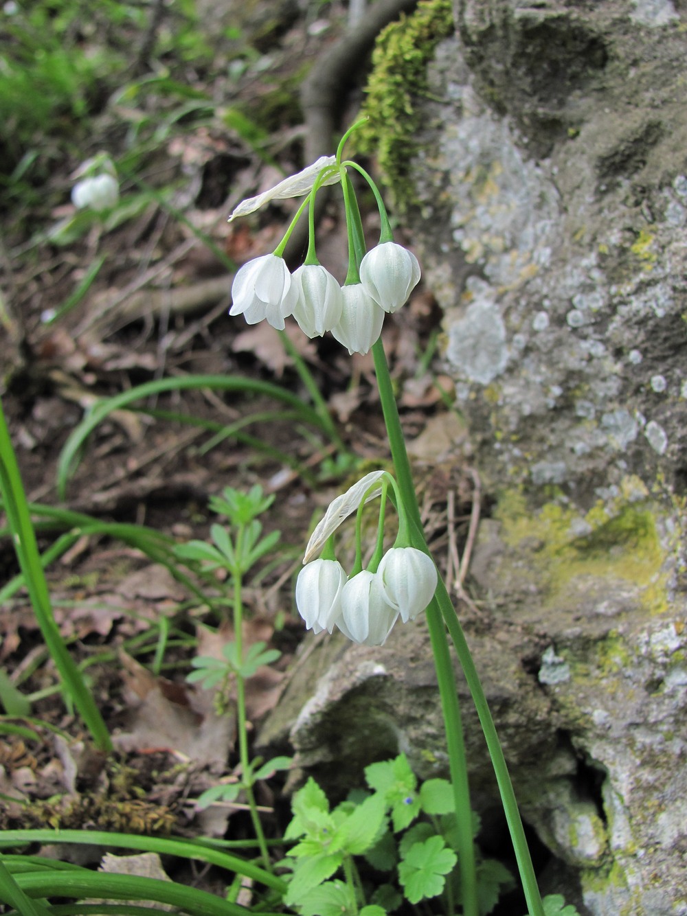 Изображение особи Allium paradoxum.