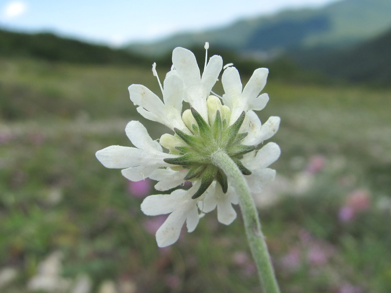 Image of Scabiosa bipinnata specimen.