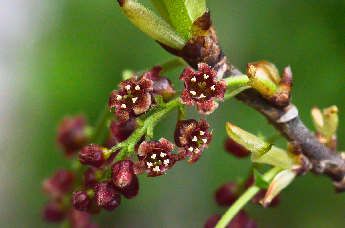 Image of Ribes biebersteinii specimen.