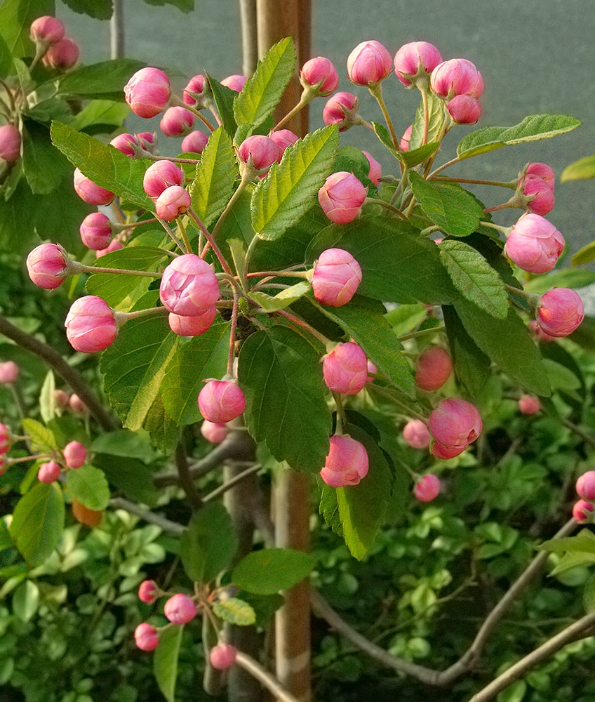 Изображение особи Malus ioensis.