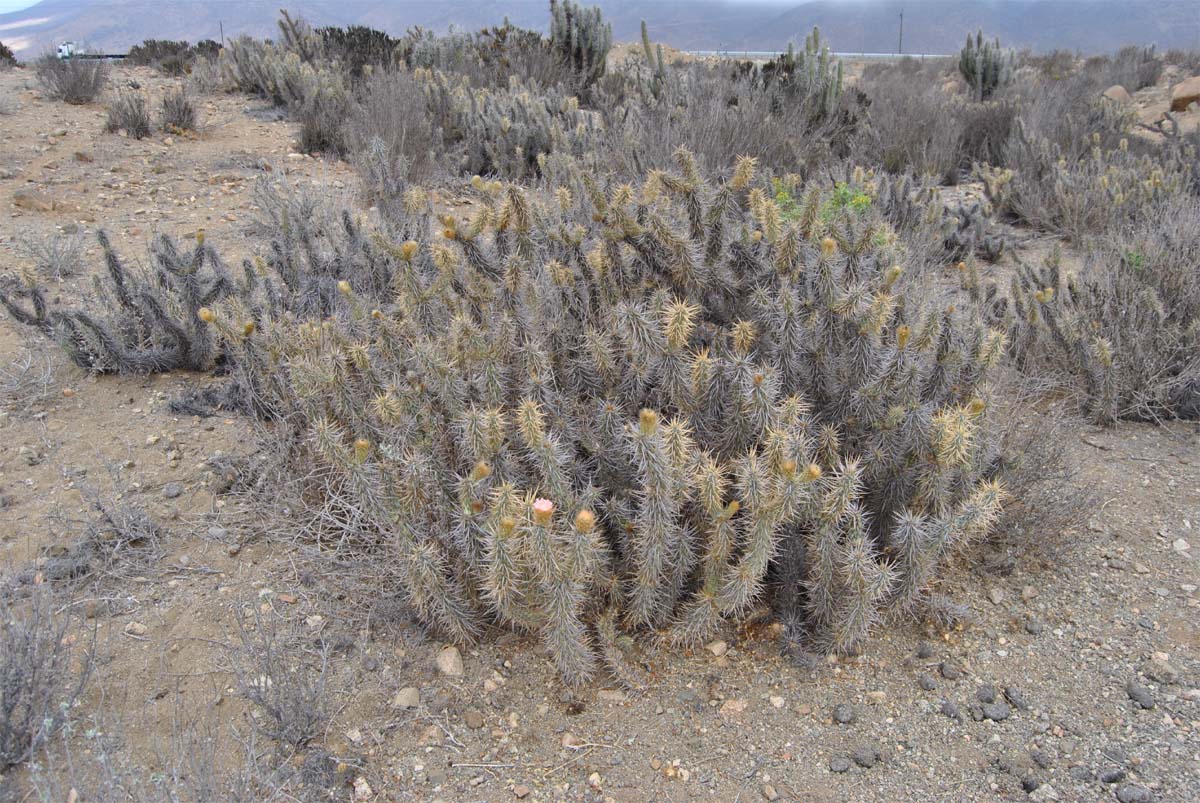 Изображение особи Miqueliopuntia miquelii.