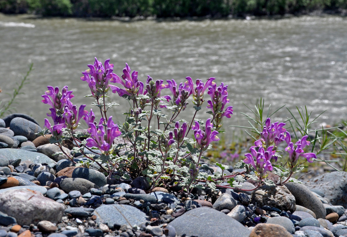 Изображение особи Scutellaria grandiflora.