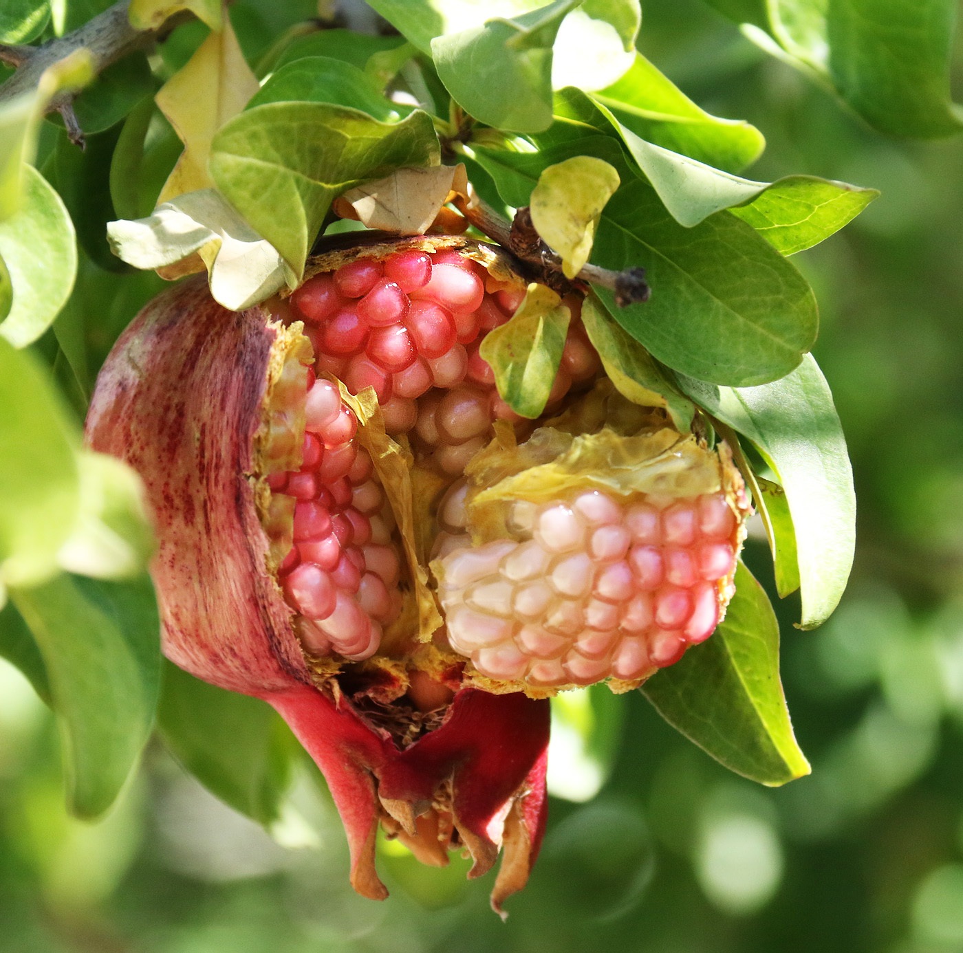 Image of Punica granatum specimen.