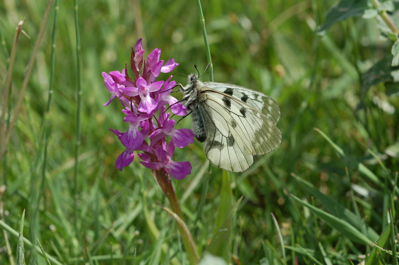 Изображение особи Dactylorhiza umbrosa.