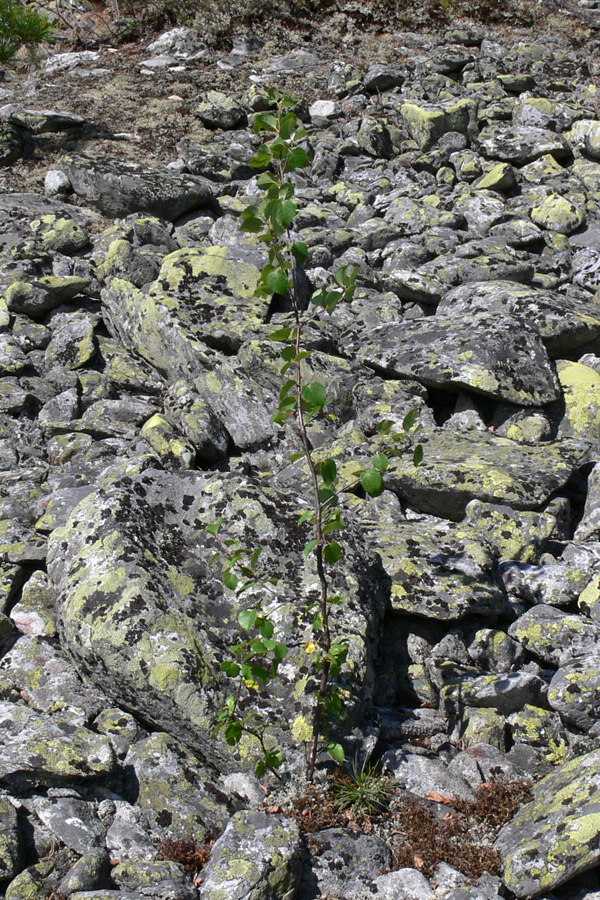 Изображение особи Betula czerepanovii.