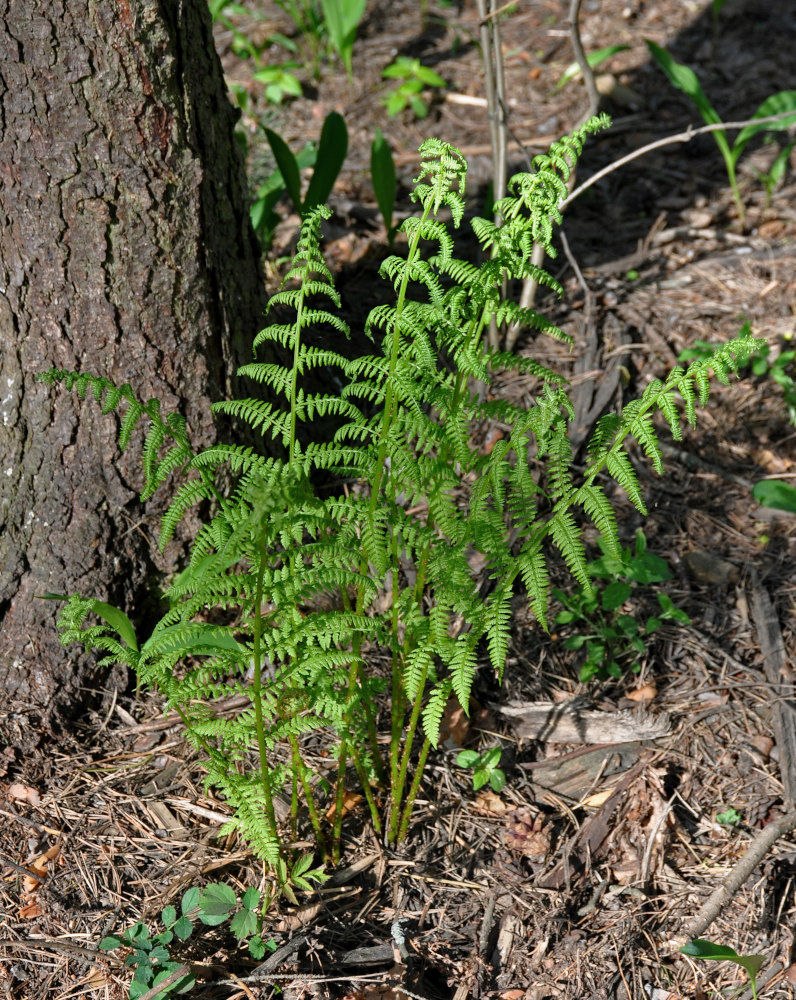 Изображение особи Athyrium filix-femina.