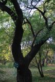 Euonymus bungeanus. Часть ствола и кроны. Китай, Харбин, Хэйлунцзянский лесной ботанический сад, в культуре. 06.10.2019.
