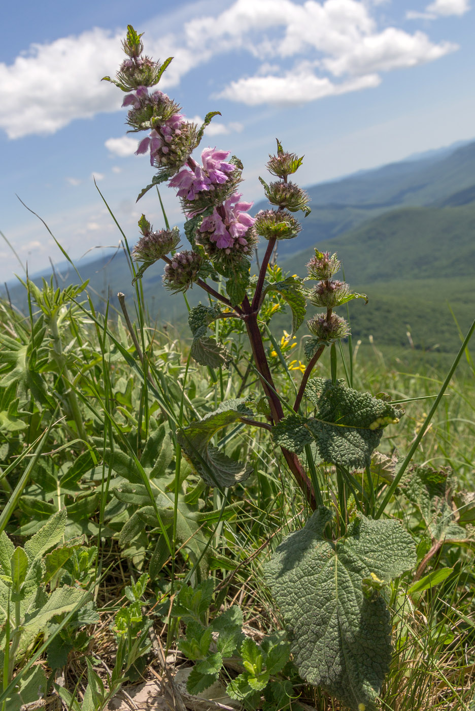 Изображение особи Phlomoides tuberosa.