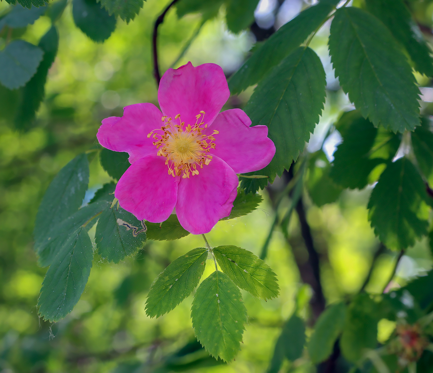 Image of genus Rosa specimen.