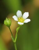 Linum catharticum