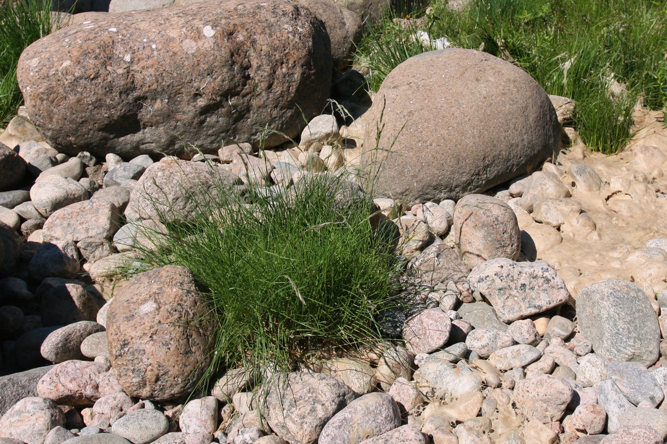 Изображение особи Festuca arenaria.