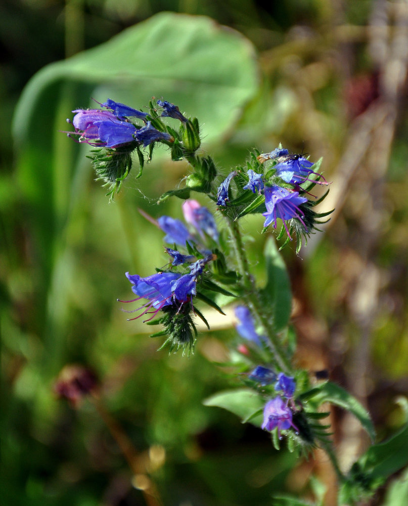 Изображение особи Echium vulgare.