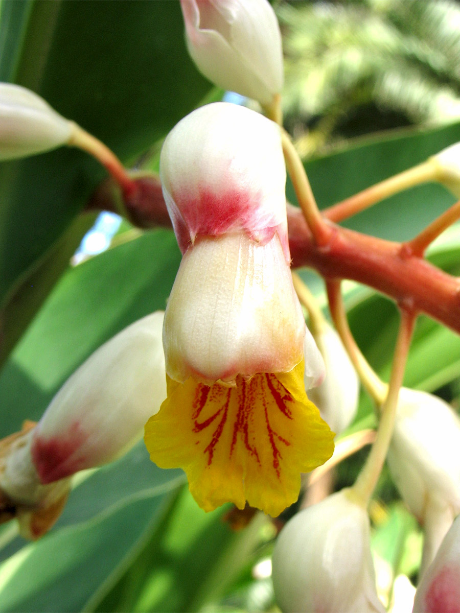 Image of Alpinia zerumbet specimen.