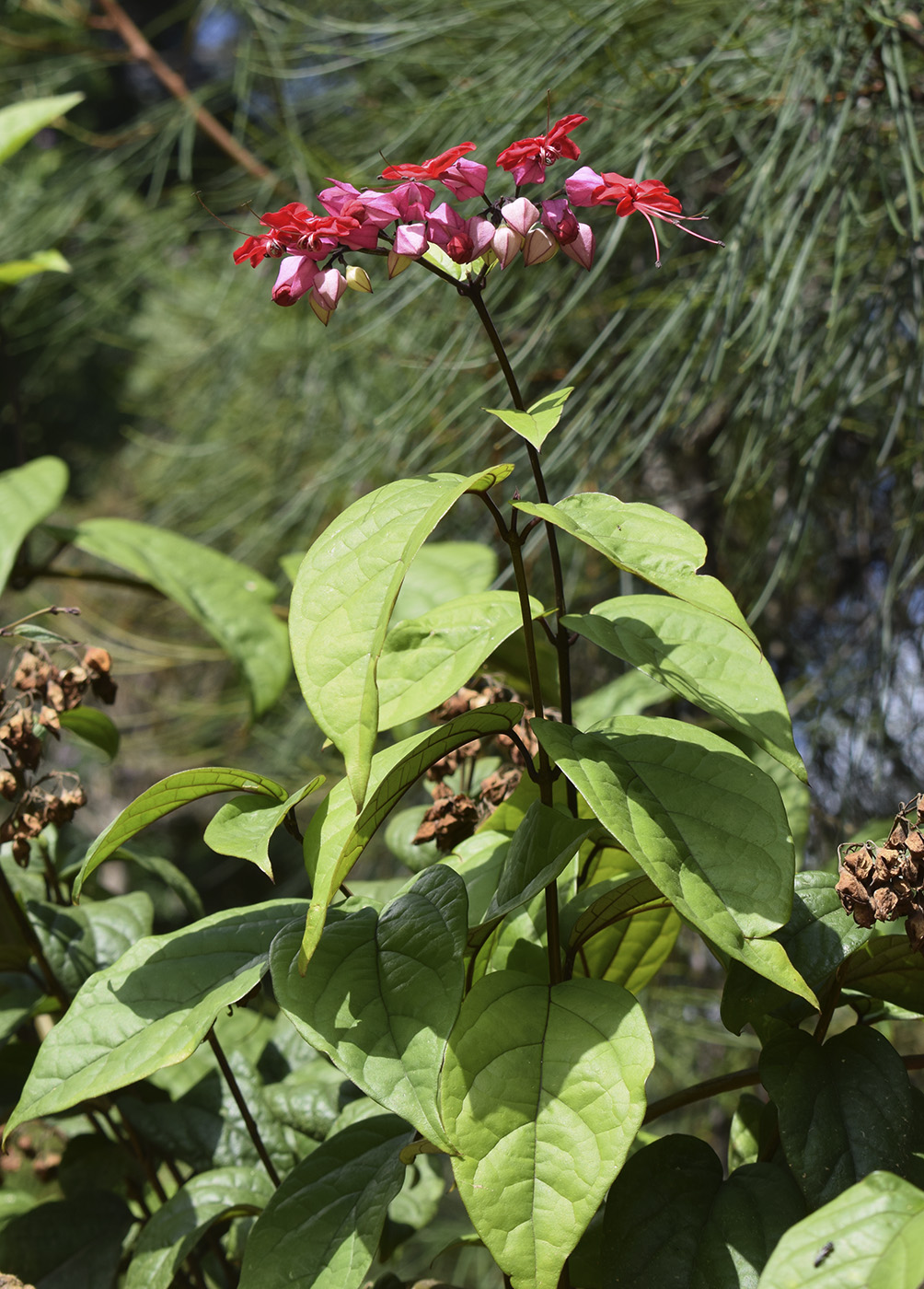 Изображение особи Clerodendrum &times; speciosum.