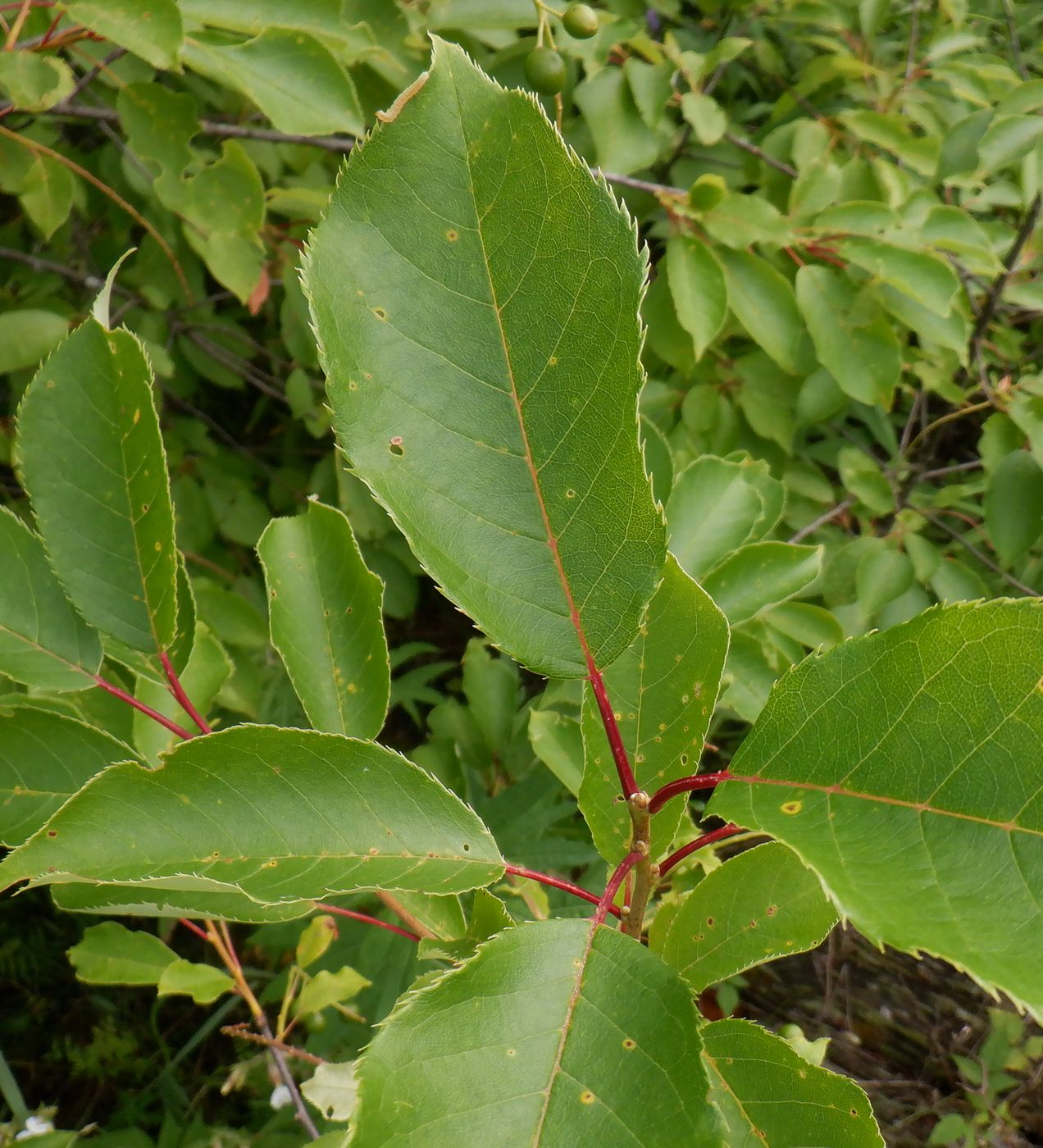 Image of Padus virginiana specimen.