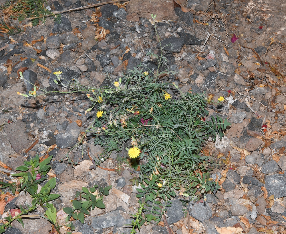 Image of Sonchus tenerrimus specimen.