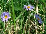 Aster alpinus