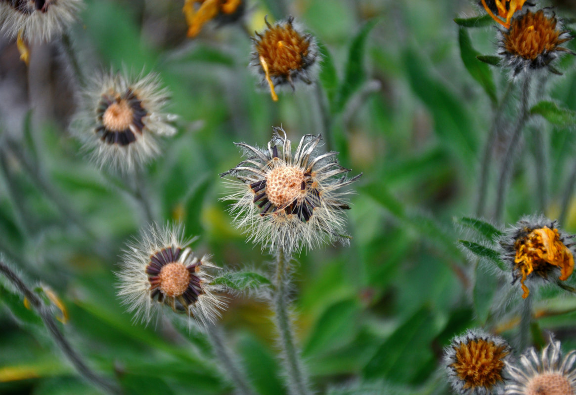 Изображение особи Hieracium alpinum.