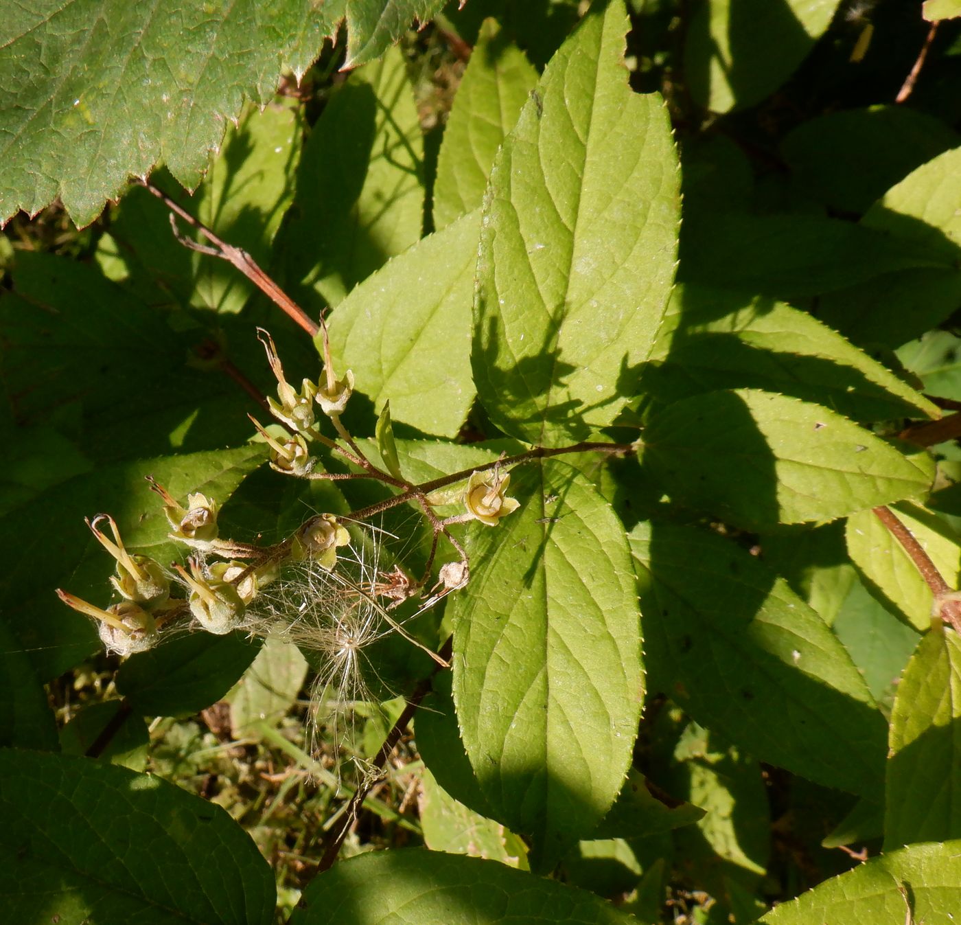 Изображение особи род Deutzia.