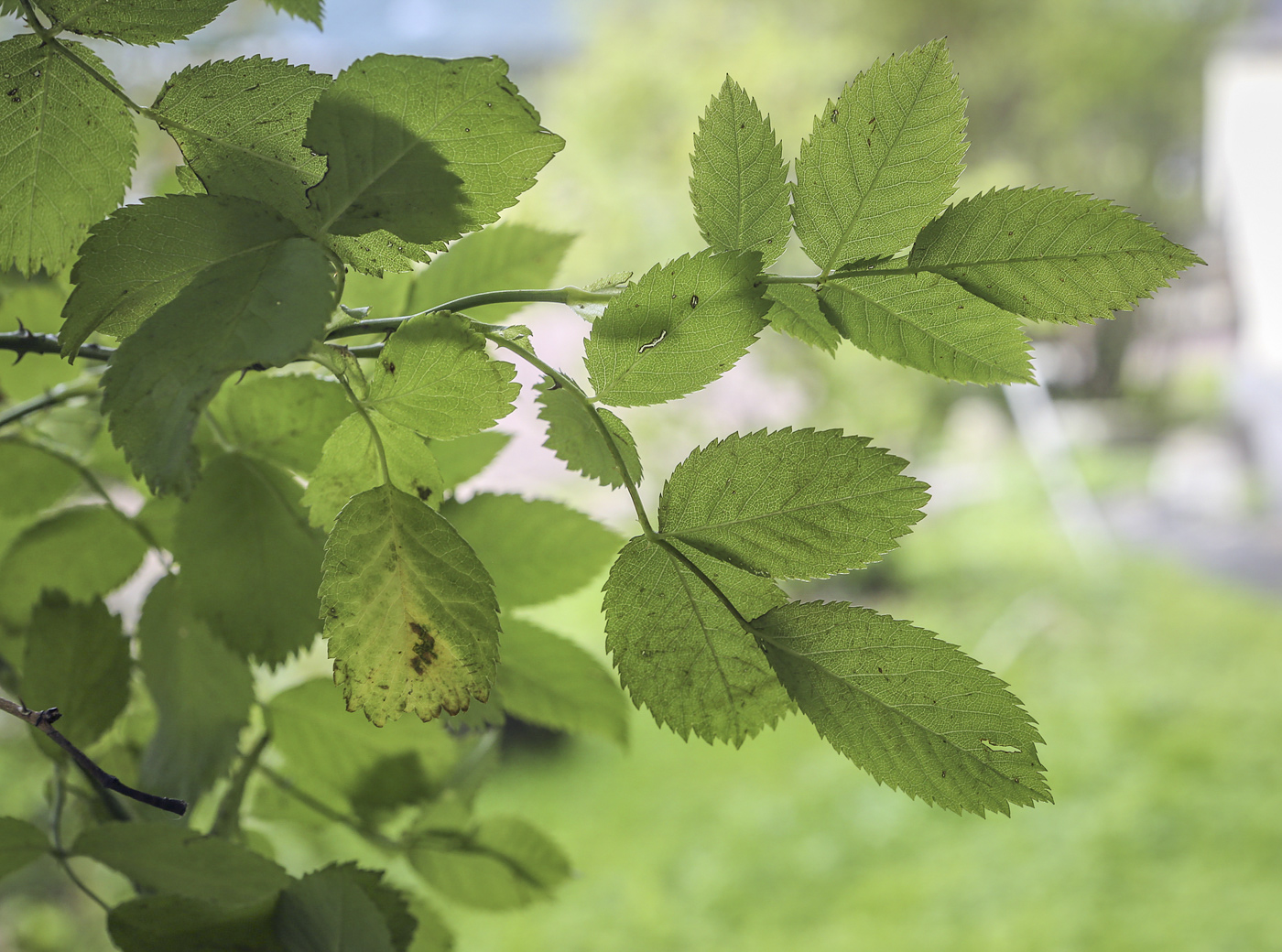 Изображение особи Rosa canina.