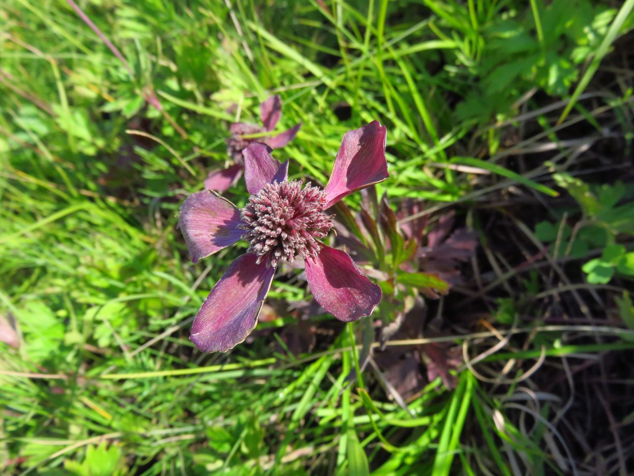 Image of Anemone sylvestris specimen.