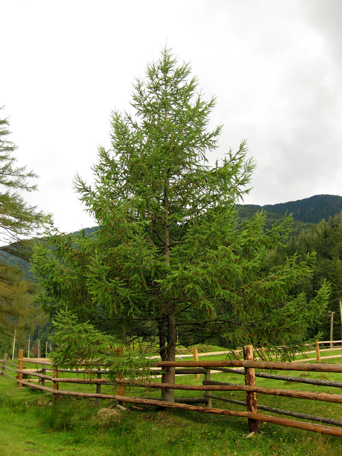 Image of Larix kaempferi specimen.