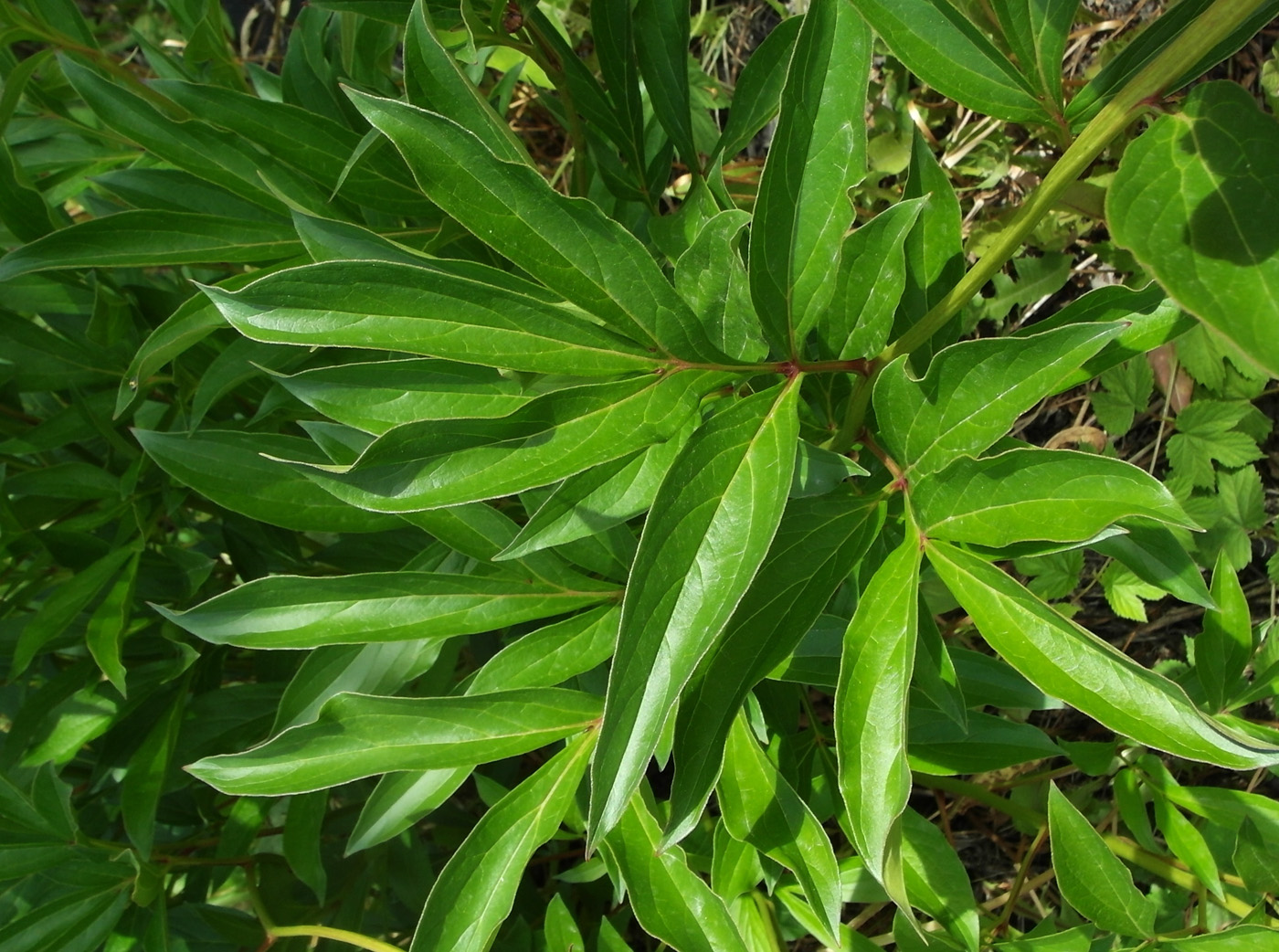 Image of Paeonia lactiflora specimen.