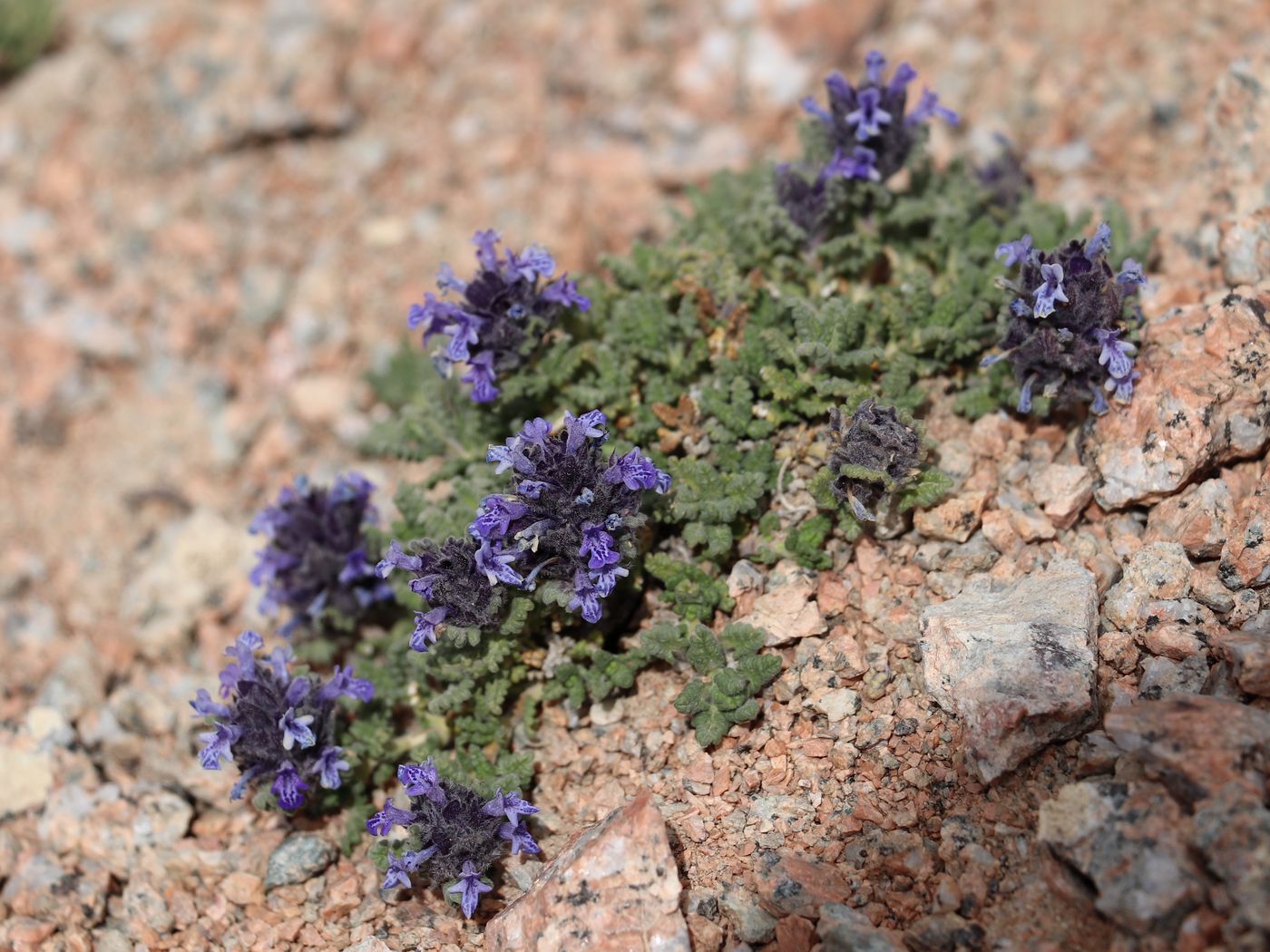 Image of Dracocephalum paulsenii specimen.