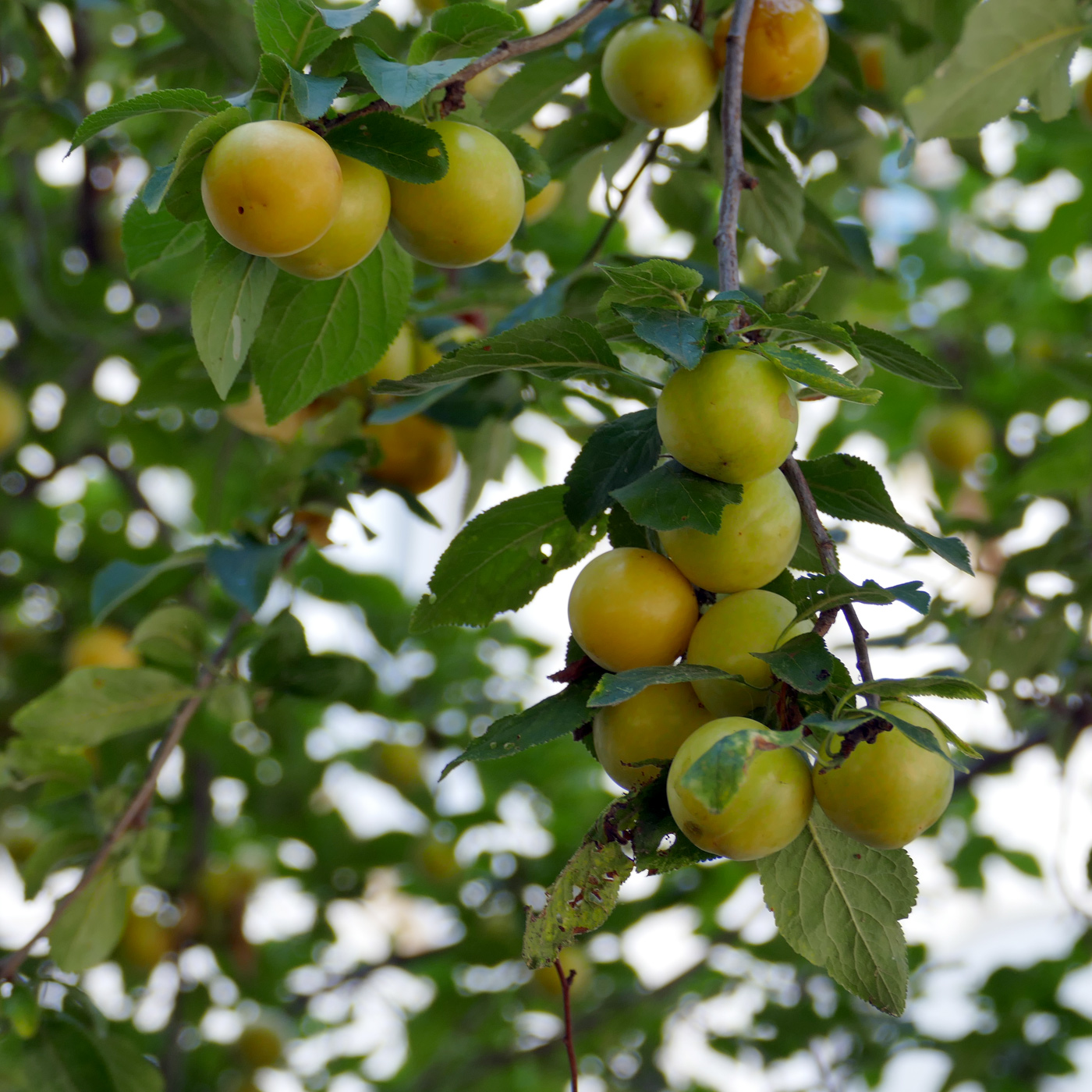 Image of Prunus cerasifera specimen.