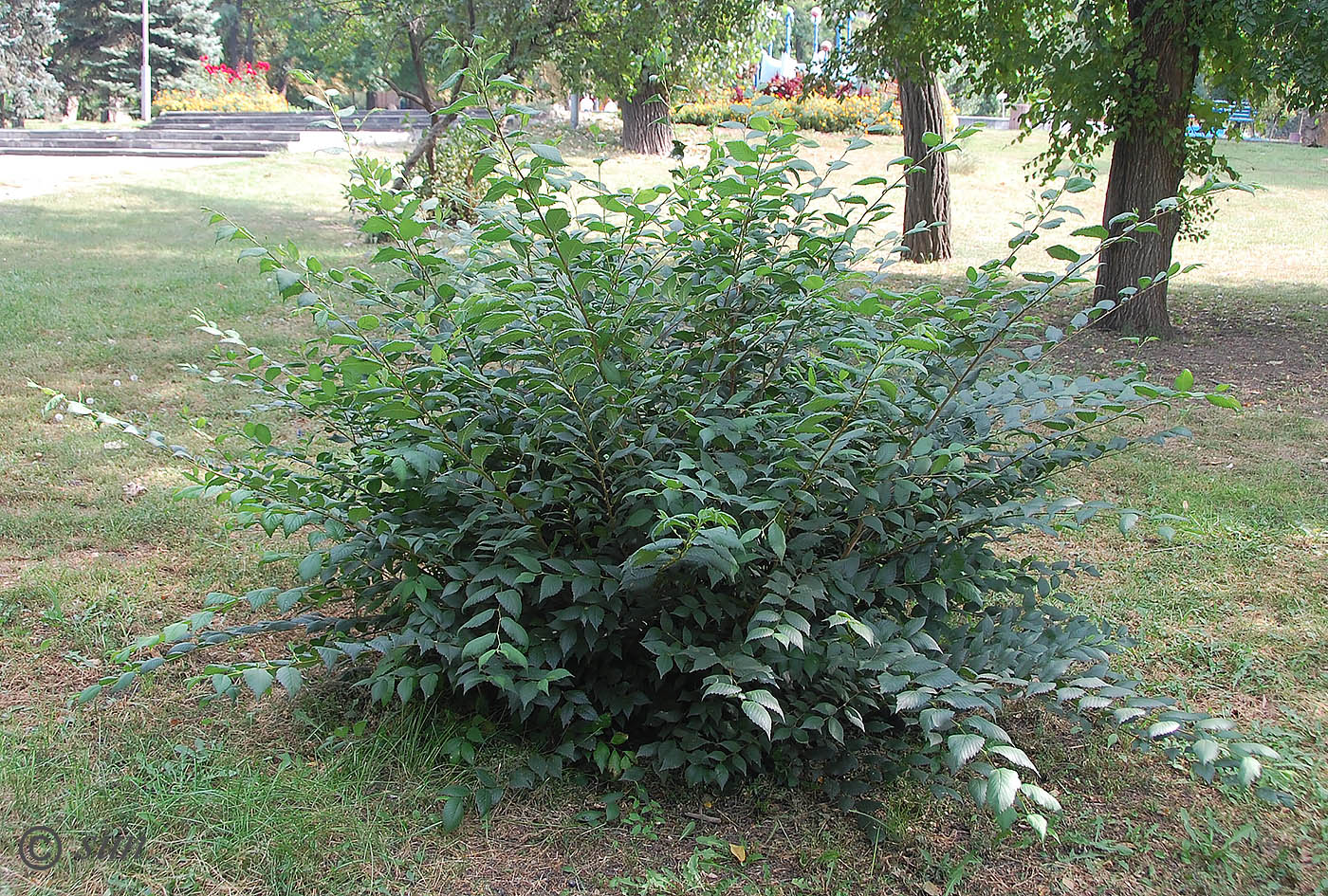 Изображение особи Ulmus pumila.