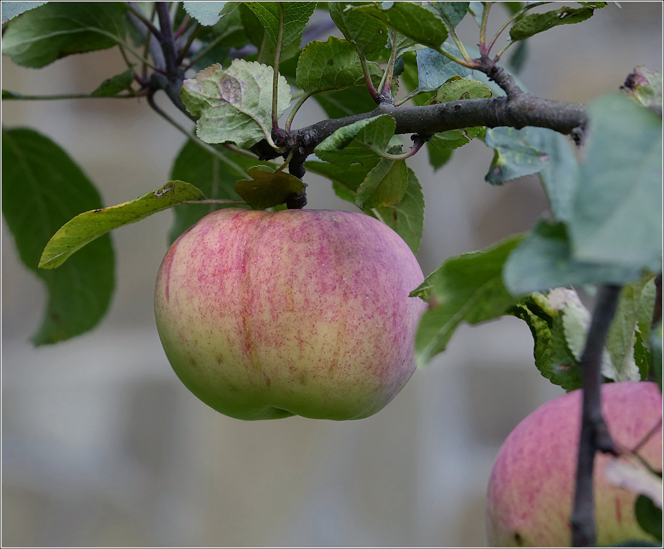 Изображение особи Malus domestica.