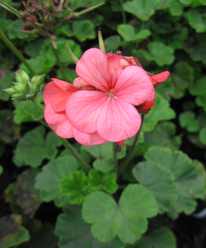 Image of Pelargonium hortorum specimen.